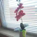 Lily Aparts Apartamento *