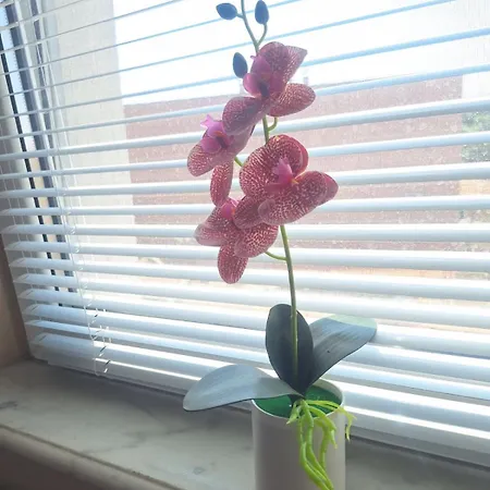 Lily Aparts Appartement *